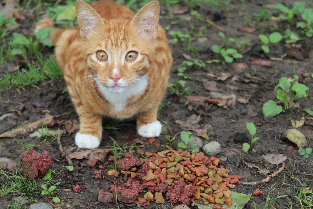 street cats and dogs in Batumi