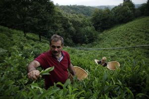 ქართული ჩაი „ტე-ამო“ /A teacher from Gezruli in upper Imereti region, Koba Shekiladze has always loved his village and wanted to do something to make jobs for locals. In 2016, he began to fulfil his wish by taking over 22 hectares of a tea plantation and cultivating flavourful organic teas, founding the Velvet Tea Cooperative. Today more than 25 locals work at his tea plantation. Called “Te-amo,” which means “I love you” in Spanish, the name is meant to demonstrate the company’s caring approach to its products. The tea is cultivated, processed and packaged with love in the ecologically clean environment Imereti highlands, 690 metres above sea level. By mixing old and new, Shekiladze gets the best product possible: tea leaves are picked by hand and later processed with modern equipment. From the picking of delicate leaves to drying and packaging, at each stage, the rules and requirements of organic production and certification are strictly adhered to. Finished tea products not only have a rich taste and an excellent aroma, but Velvet Tea is marked on the map of the EU Tea Route. Even more has become possible since Velvet Tea got the support of the EU, Sweden and Austria through the GRETA project and was able to buy the necessary equipment, including a green tea withering machine, a black tea sorting machine, dryer, roller and packing machines, and more. “I have not got such support from anybody else in my life, not even my father,” says Shekiladze. “GRETA project made it possible to bolster production while maintaining high quality.” Teamo tea is already sold in Georgia, but its founder has high hopes for international markets. Organic certified tea has a high price and not everybody in Georgia can afford it. Moreover, Shekiladze’s dreams go beyond tea. He says the area has a great potential for agrotourism. People could come to his plantation, spend the night, cultivate and prepare their tea. It could be a whole other experience that currently does not exist in Georgia. *** GRETA | Green Economy: Sustainable Mountain Tourism and Organic Agriculture in Georgia’ is supported by the European Union, Austria and Sweden, and is implemented in Georgia by the Austrian Development Agency. The project aims to facilitate the improvement of the business environment and increase opportunities for generating additional income for the Georgian economy in two important sectors, mountain tourism and organic agriculture. The project is implemented in close cooperation with the local government and involves the regions of Samegrelo-Zemo Svaneti, Racha-Lechkhumi-Kvemo Svaneti and upper Imereti, where the entrepreneurs are involved from the municipalities of Mestia, Lentekhi, Tsageri, Oni, Ambrolauri, Sachkhere, Chiatura and Tkibuli. This material has been produced with the assistance of the European Union, Sweden and Austria in the frame of the GRETA project and with the collaboration of the EU4Business umbrella programme. Its contents are the sole responsibility of the GRETA project and EU4Business umbrella programme and do not necessarily reflect the views of the European Union, Sweden and Austria.