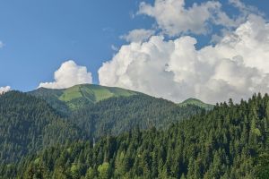 International Day of Forests / ტყის საერთაშორისო დღე