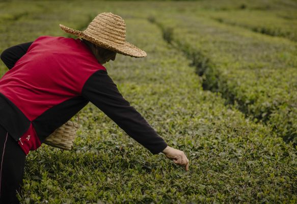 ჩაის გზა / Tea Route