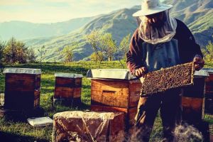Georgian beekeepers expand production with EU support