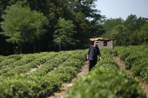 ჩაის მწარმოებელი კომპანია "ოკრიბა" / Georgian tea maker "Okriba"