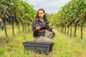 The science of grapes