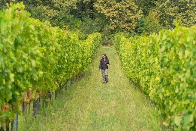 The science of grapes