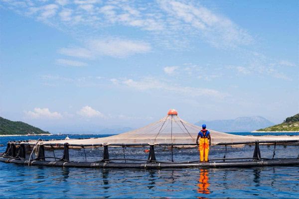 EU and FAO support Georgian government in creating the National Aquaculture Development Strategy