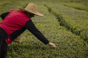 ჩაის გზა / Tea Route